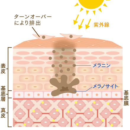 シミができるメカニズム