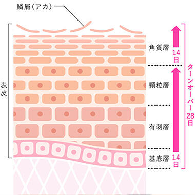 肌質を常に美しく保つ秘訣はターンオーバーにあり