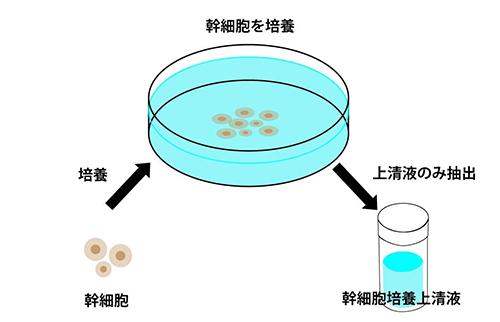 幹細胞培養上清液ってそもそも何？