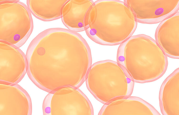 幹細胞を入れない脂肪豊胸なら「ピュアグラフト豊胸」