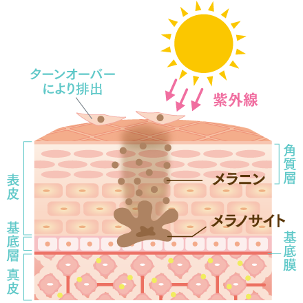 顔のシミは何歳から増える?加齢によるシミの原因とは