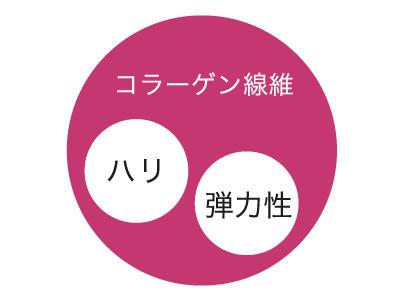 肌にハリをもたせる「コラーゲン」