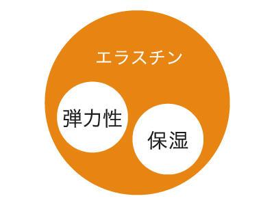 肌の弾力性を維持する「エラスチン」