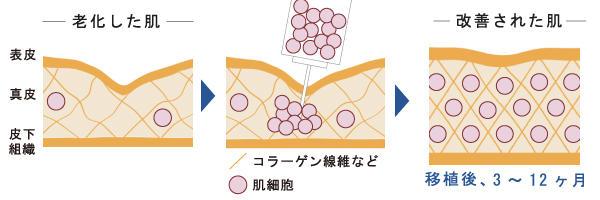 肌細胞とは？