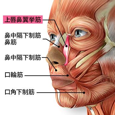 1.小鼻の広がりを抑える