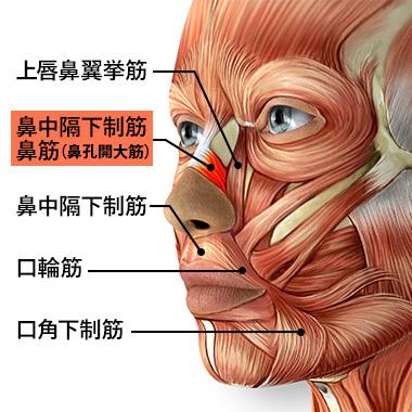 2.鼻の穴の膨らみを抑える