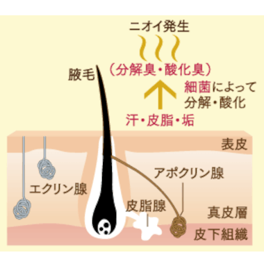 ワキガはアポクリン腺から出た汗が細菌によって分解・酸化されてニオイを発生させている