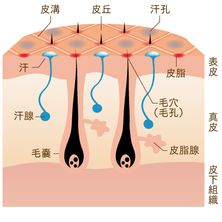 毛穴の構造上の特徴