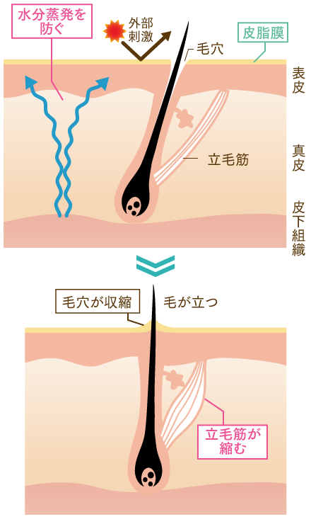 毛穴の役割とは