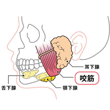 1つ目の原因：咬筋（こうきん）と呼ばれる筋肉が発達しているケース