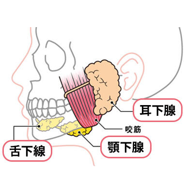 4-1.唾液腺ボトックス