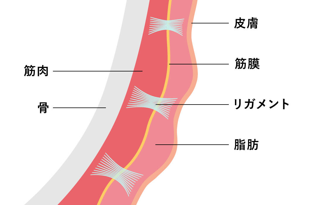 顔のたるみ2：リガメント（靭帯）のたるみ