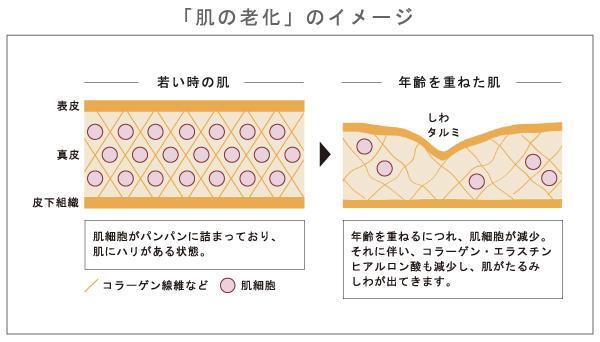 肌老化のメカニズムとは？