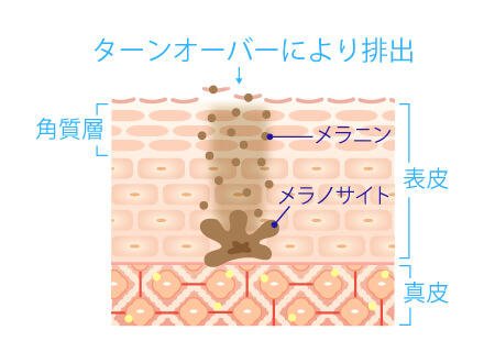 美肌再生ピーリングコース、ターンオーバー