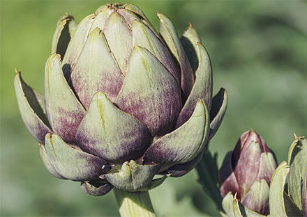 血流、リンパ循環UP