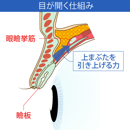 目が開く仕組みのイメージ