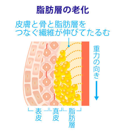脂肪層の老化イメージ
