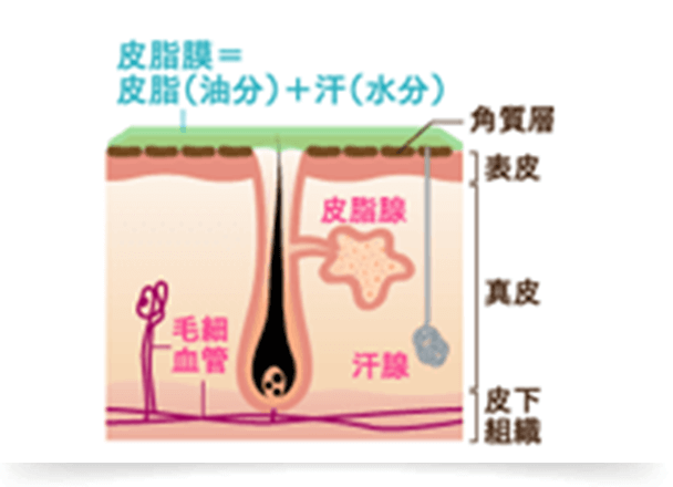 皮脂腺から分泌される皮脂は、皮膚の表面の汗と少しずつ混じりあって皮脂膜を作っています。皮膚膜は、私たちの肌を乾燥や外部の刺激から守る重要な働きをしているため、洗顔などで皮脂を落とし過ぎてしまうのはかえって過剰な皮脂分泌を招き、ニキビを誘発させる要因になります。 また、皮脂腺は表面的な刺激だけでなく、ストレスといった内面からの刺激にも大変敏感です。少しでも皮脂分泌が活性化される要因を減らしていくことでニキビの発生要因をつくらないことも大切です。