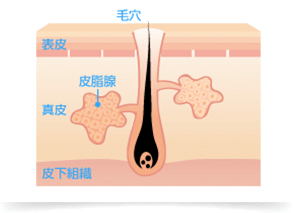 皮膚は表皮、真皮、皮下組織からできていて、さらに表皮は角質層、顆粒層、有棘層、基底層の4層からなります。基底層は、新しい基底細胞を作っており、通常28日周期でお肌が入れ替わります。