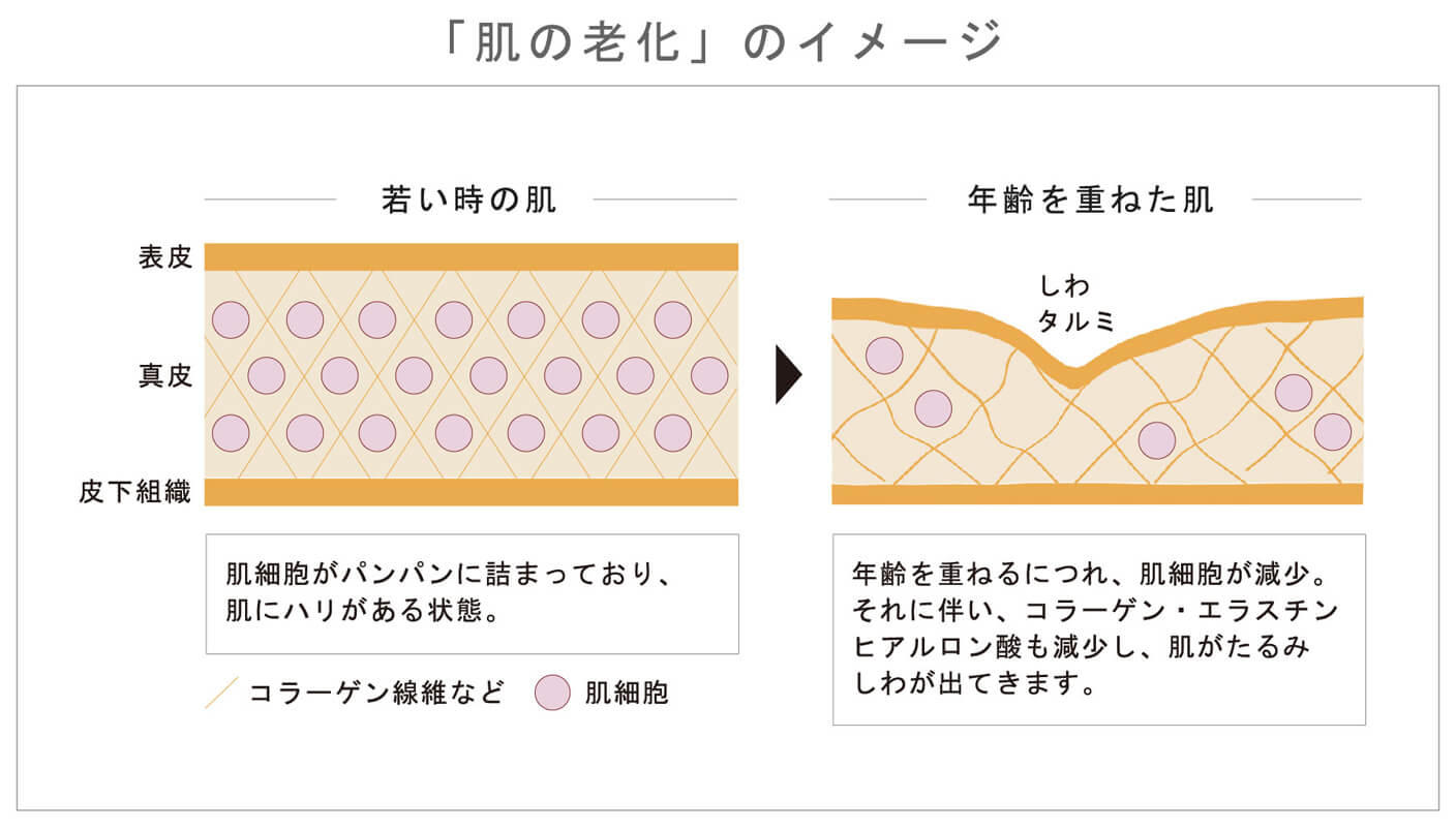 肌を構成する3大要素「コラーゲン」「エラスチン」「ヒアルロン酸」を生成する「肌細胞（真皮線維芽細胞）」が減少し、肌の機能が低下