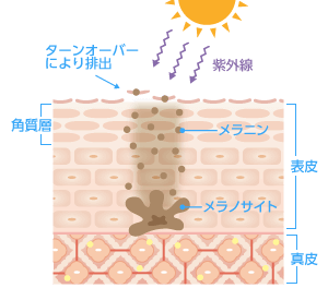 シミは、主に紫外線や過度な刺激、その他の要因により過剰に作り出されたメラニンが蓄積されることにより発生します。一時的なメラニンの増殖であれば、皮膚のターンオーバーとともにメラニンは体外に排出されますが、年齢とともにターンオーバーや新陳代謝が衰えるとメラニンがうまく排出されずに蓄積されていきます。