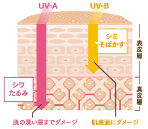 紫外線には、UV-A（紫外線A波）とUV-B（紫外線B波）の2種類が存在します。UV-Aは波長が長く、雲や窓ガラスを通り抜けて肌の奥の真皮まで届き、たるみやシワをつくります。UV-Bは波長が短く、肌の表皮に届き、日焼けやシミをつくります。